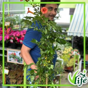 BIGNONIA CAPENSIS PIRAMIDE VASO 17 ALTEZZA 80 CM.