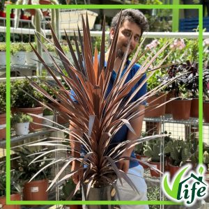CORDYLINE AUSTRALIS RED STAR VASO 24