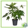 FATSIA JAPONICA VASO 24