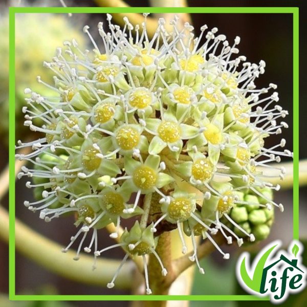 FATSIA JAPONICA VASO 24