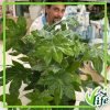 FATSIA JAPONICA VASO 24