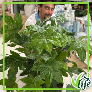 FATSIA JAPONICA VASO 24
