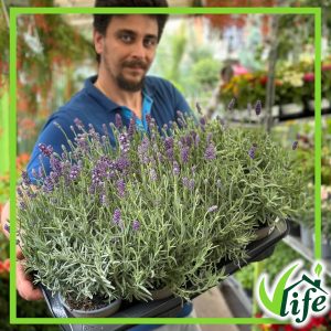 LAVANDULA ANGUSTIFOLIA CESPUGLIO VASO 14