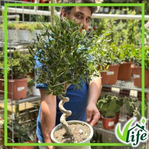 OLEA EUROPEA ALBERELLO TRONCO SPIRALE VASO 25