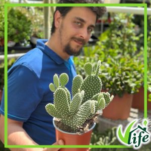 OPUNTIA MICRODASYS BIANCA VASO 15