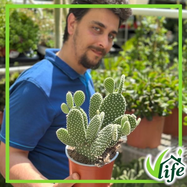 OPUNTIA MICRODASYS BIANCA VASO 15
