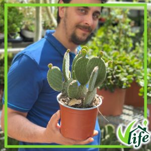 OPUNTIA MICRODASYS ROSSA VASO 15