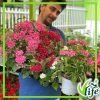 PENTAS CESPUGLIO VASO 14