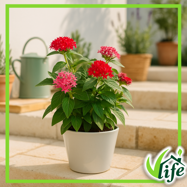 PENTAS CESPUGLIO VASO 14
