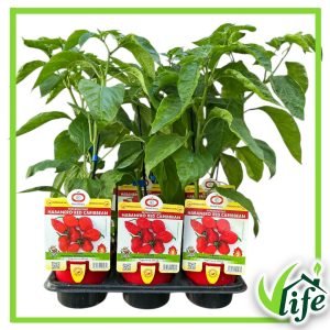 PEPERONCINO HABANERO CARIBBEAN VASO 14