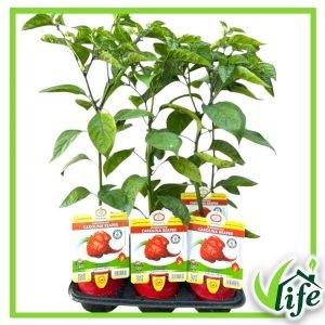 PEPERONCINO PICCANTE CAROLINA REAPER VASO 14