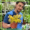 SEDUM NUSSBAUMERIANUM VASO 15