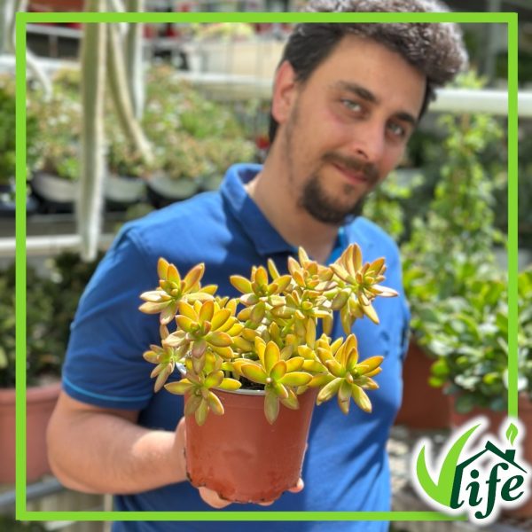SEDUM NUSSBAUMERIANUM VASO 15