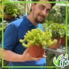 SEDUM REFLEXUM ANGELINA VASO 15