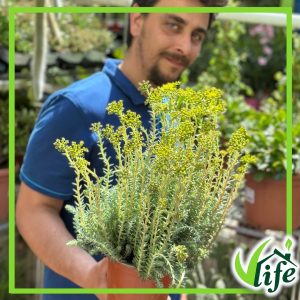 SEDUM REFLEXUM BLUE SPRUCE VASO 15