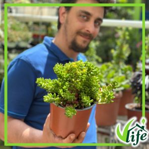 SEDUM RUBROTINCTUM VASO 15