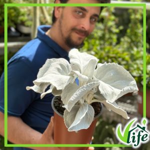 SENECIO ANGEL WINGS VASO 17