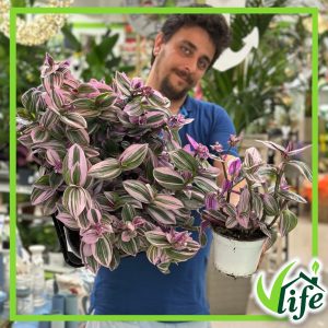 TRADESCANTIA NANOUK CESPUGLIO VASO 14