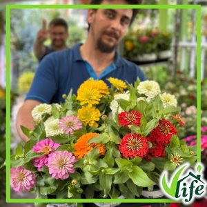 ZINNIA ERETTA VASO 14