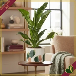 2522449248730-0 Dieffenbachia seguine ‘Cayman Crocodile’, vaso 21 cm, alta circa 80 cm