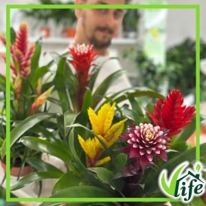Bromelia, Mix varietà, vaso 12 cm, alta circa 45 cm