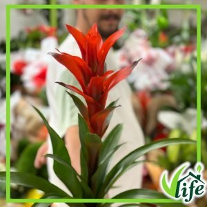 Guzmania, Ostara, vaso 13 cm, alta circa 60 cm