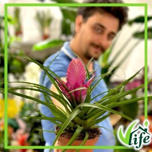 Tillandsia cyanea – Vincent, vaso 10.5 cm, alta circa 30 cm