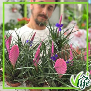 Tillandsia cyanea, Vincent, vaso 9 cm, alta circa 30 cm