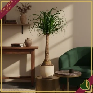 8000000000545-0 Beaucarnea recurvata, Pianta piede d’elefante a tronco diritto con 4+ teste, vaso 17 cm, alta circa 80 cm