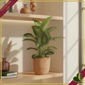 2500000255120-0 Dieffenbachia seguine ‘Reeva’, vaso 17 cm, alta circa 55 cm