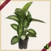 Dieffenbachia seguine ‘Reeva’, vaso 17 cm, alta circa 55 cm