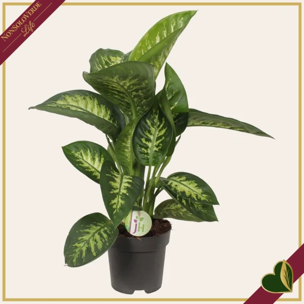 Dieffenbachia seguine ‘Reeva’, vaso 17 cm, alta circa 55 cm