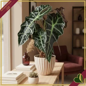 Alocasia amazonica ‘Polly’, vaso 17 cm, alta circa 45 cm