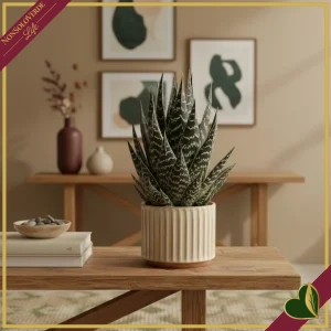2500000508578-0 Aloe ‘Tiki Thai’, vaso 12 cm, alta circa 18 cm