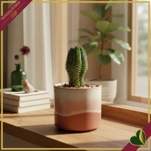 2500000985928-0 Crassula ‘Buddha’s Temple’, vaso 6 cm, alta circa 12 cm