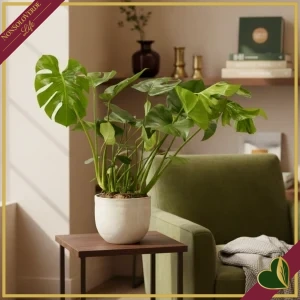 Monstera deliciosa, Costola di Adamo, vaso 19 cm, alta circa 80 cm