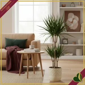 Dracaena marginata, 2 piante in vaso, 3 teste, vaso 19 cm, alta circa 120 cm