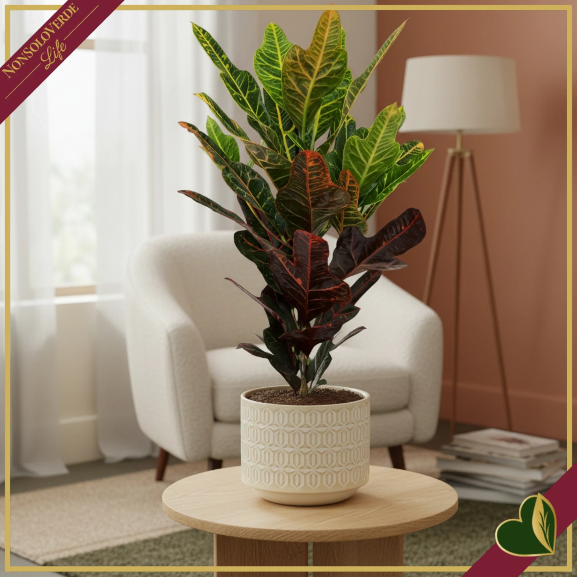 8720703105230-0 Codiaeum variegatum ‘Excellent’, Croton, vaso 19 cm, alto circa 65 cm