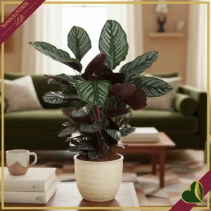 8720703319514-0 Calathea ornata ‘Sanderiana’, vaso 19 cm, alta circa 70 cm