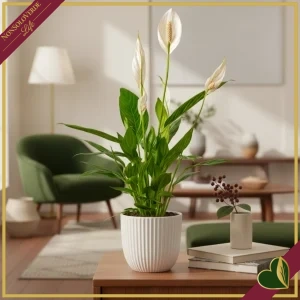 Spathiphyllum ‘Bingo Cupido’, Giglio della pace, vaso 17 cm, alto circa 70 cm