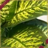 Dieffenbachia seguine ‘Reeva’, vaso 17 cm, alta circa 55 cm