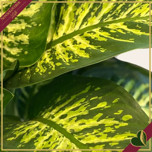 Dieffenbachia seguine ‘Reeva’, vaso 17 cm, alta circa 55 cm