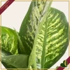 Dieffenbachia seguine ‘Reeva’, vaso 17 cm, alta circa 55 cm