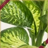 Dieffenbachia seguine ‘Reeva’, vaso 17 cm, alta circa 55 cm