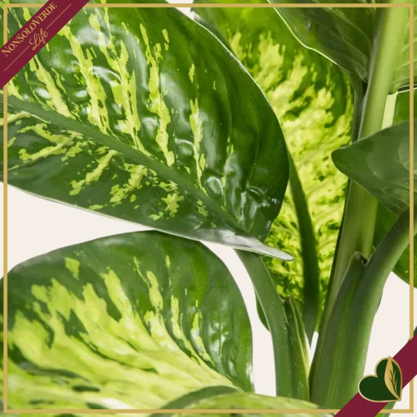 Dieffenbachia seguine ‘Reeva’, vaso 17 cm, alta circa 55 cm
