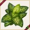 Dieffenbachia seguine ‘Reeva’, vaso 17 cm, alta circa 55 cm