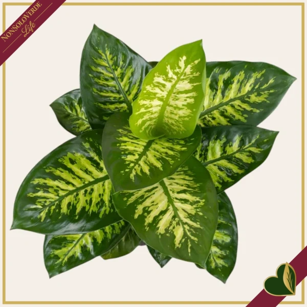 Dieffenbachia seguine ‘Reeva’, vaso 17 cm, alta circa 55 cm