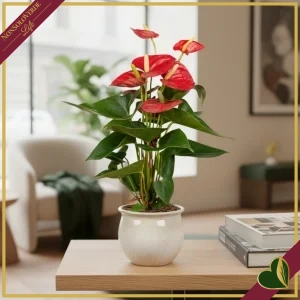 Anthurium andraeanum ‘Querida’, Anturio rosso, vaso 12 cm, alto circa 40–50 cm