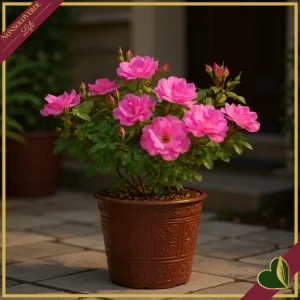 Rosa paesaggistica Meilland ‘Knock Out Pink®’, vaso 19 cm, alta circa 35–45 cm