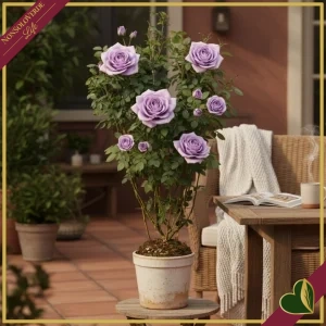 ROSA RAMPICANTE TRELLIS MALVA INDIGOLETTE-0 VASO19 Rosa rampicante Trellis malva indigolette, vaso 19 cm, spalliera, alta circa 70–90 cm